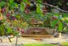 Chalice Well gardens pool and falls